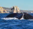 Humpback Tail by the Arch of Cabo San Lucas